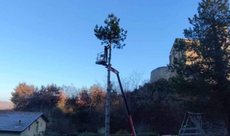 Abattage d'un sapin