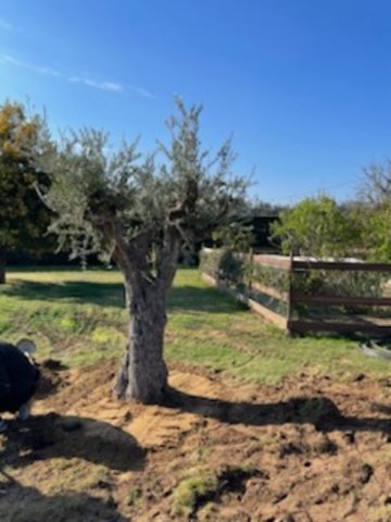 Aménagement extérieur avec plantation d'Olivier à Romans-sur-Isere