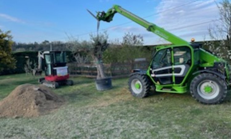 Aménagement extérieur avec plantation d'Olivier à Romans-sur-Isere