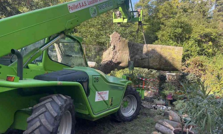 Abattage d'arbre - Romans-sur-Isère - Delhomme et Compagnie