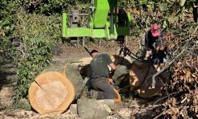Abattage d'arbre - Romans-sur-Isère - Delhomme et Compagnie